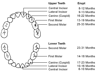 Pediatric Dentistry – Symphony Dental